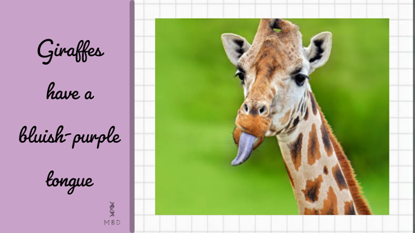 Do Giraffes have a bluishpurple tongue? My Biology
