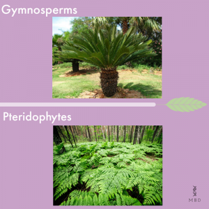 Differences between Gymnosperms and Pteridophytes
