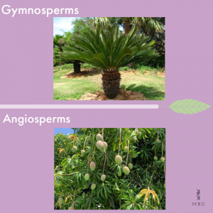 Differences between Gymnosperms and Angiosperms: