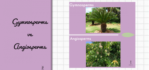 Differences between Gymnosperms and Angiosperms