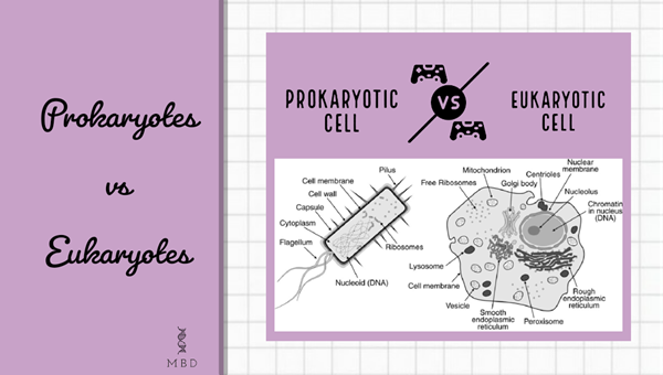 Differences between Prokaryotes and Eukaryotes