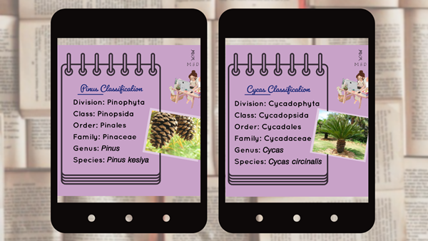 Differences between Cycas and Pinus