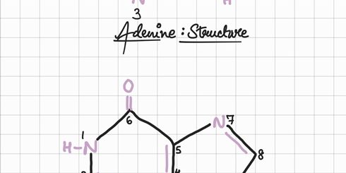 Adenine & Guanine structure