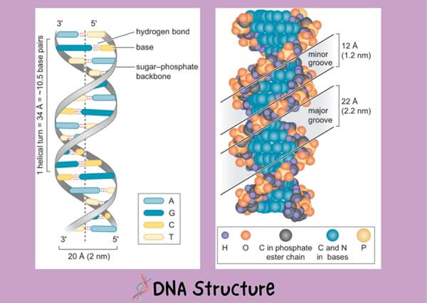 DNA has a double helix structure