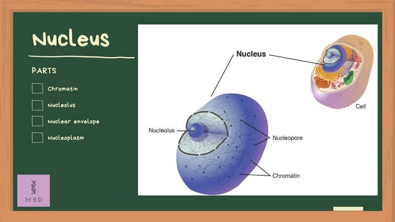 Nucleus is a double membrane cell organelle