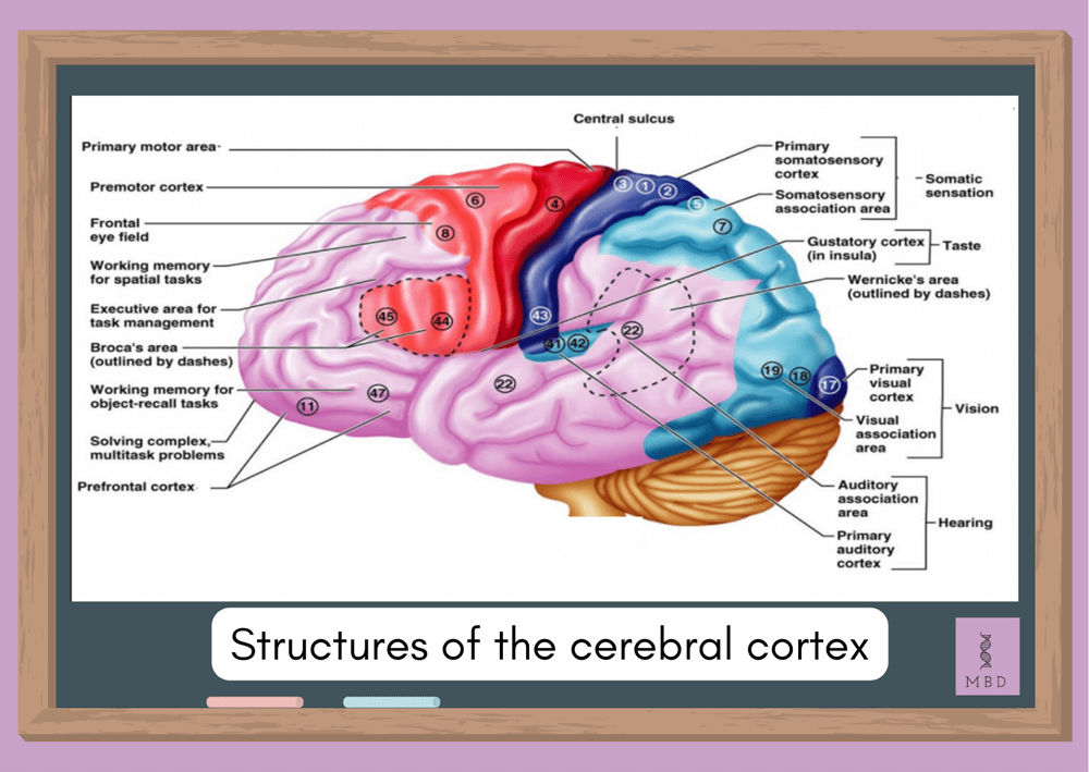 Cerebral Cortex Human Brain Sleep
