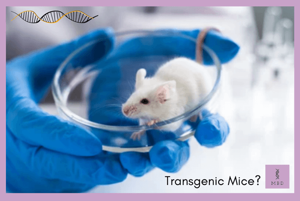DNA manipulation in transgenic animals