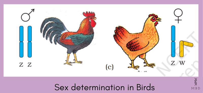 mechanism of sex determination Birds