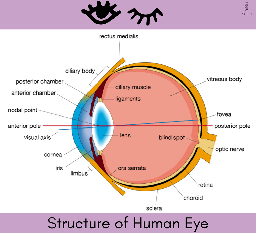 Structure and function of the Human Eye