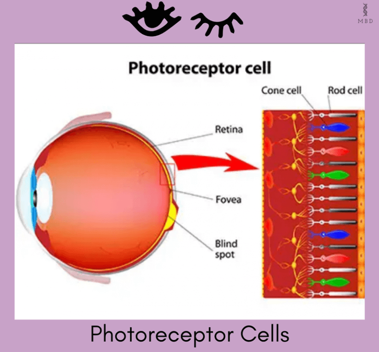 Structure and function of the Human Eye - My Biology Dictionary