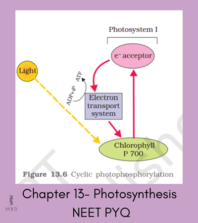 Photosynthesis NEET Previous Year Questions