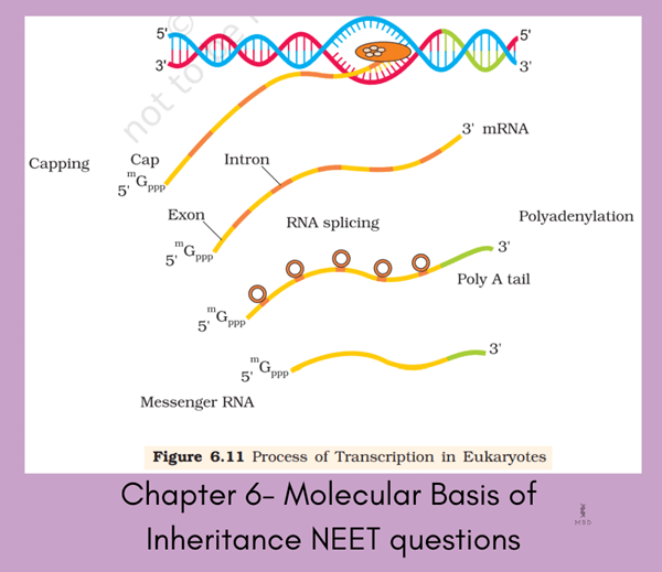 Molecular Basis of Inheritance NEET Previous Year Questions