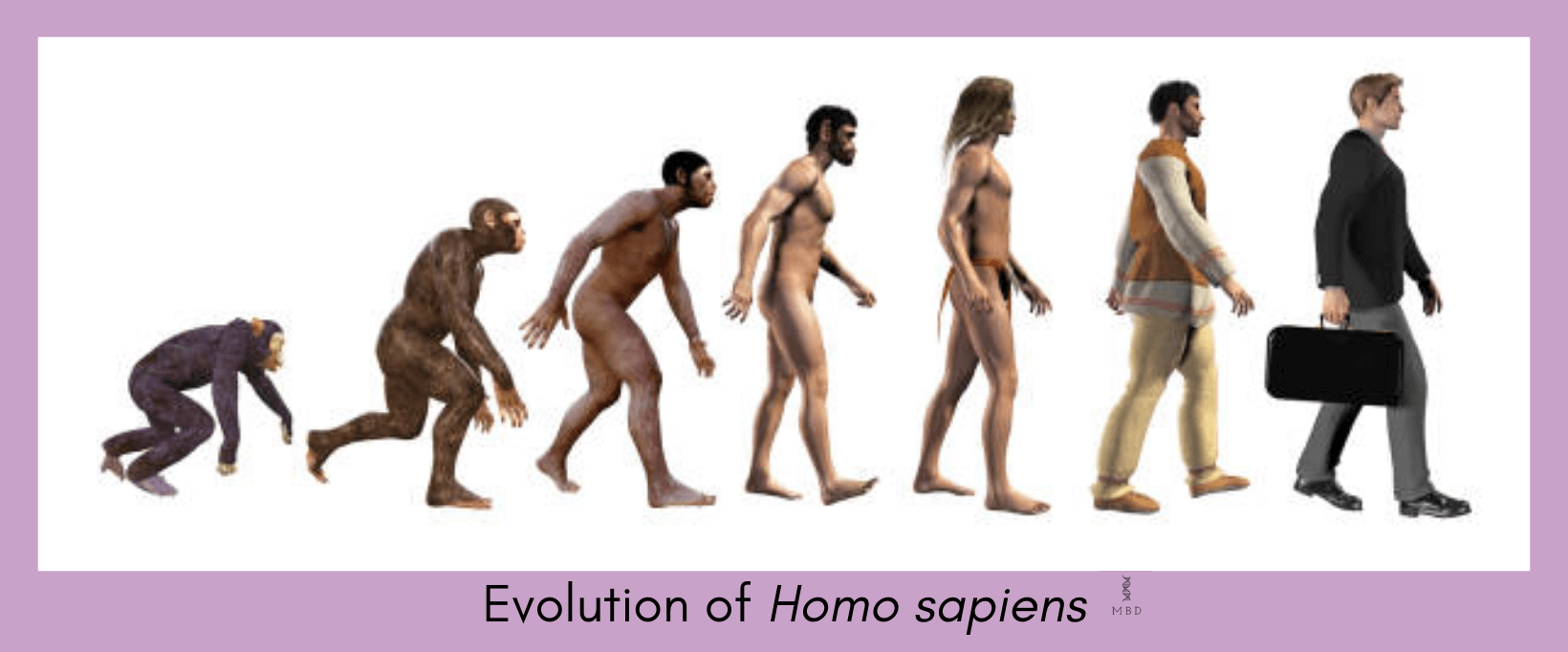 Evolution of Homo sapiens