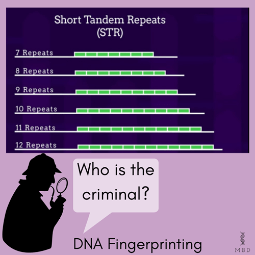 Principle of DNA fingerprinting