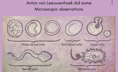 Anton van Leeuwenhoek- discovery of cells