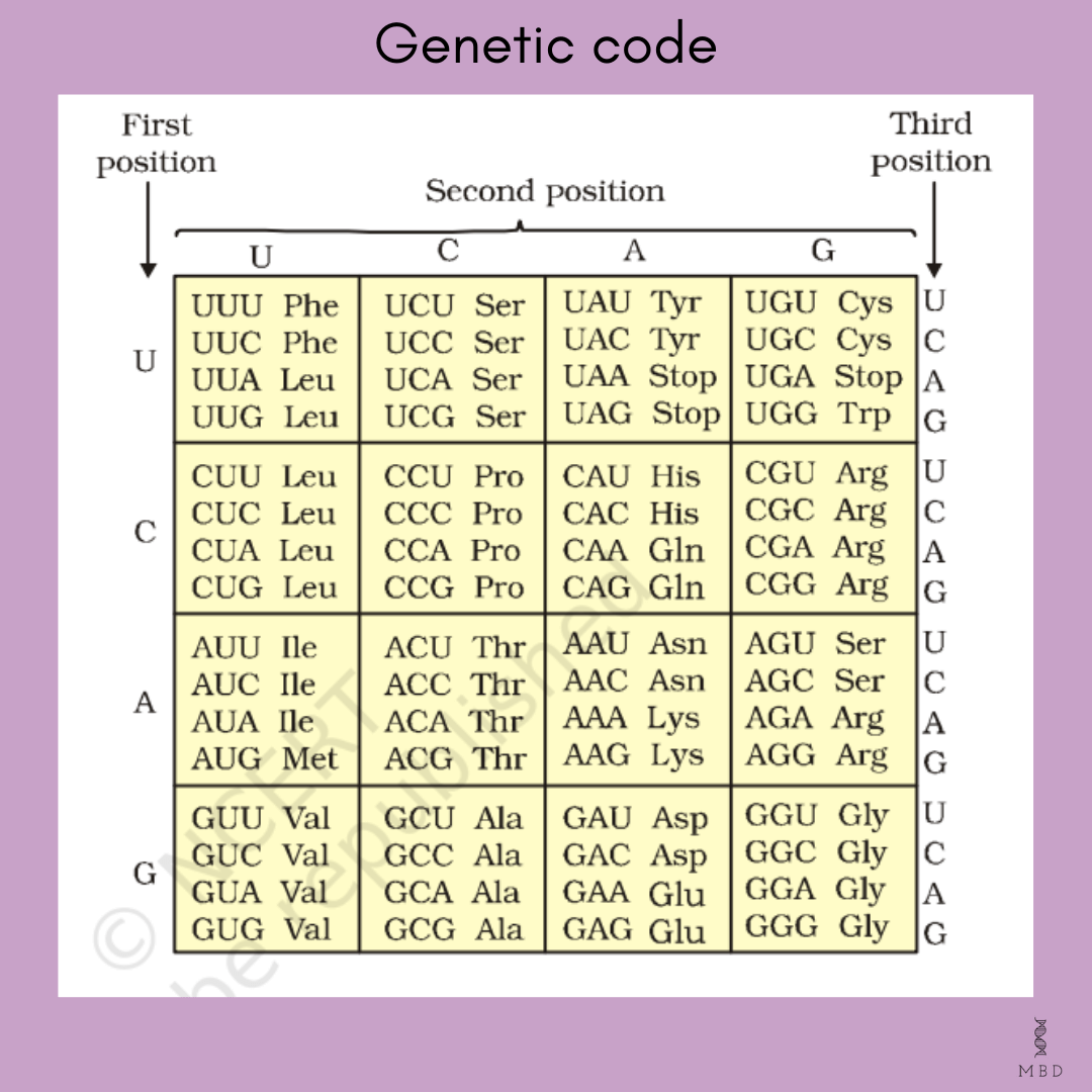 genetic code NCERT