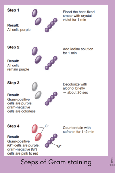 Process of gram staining