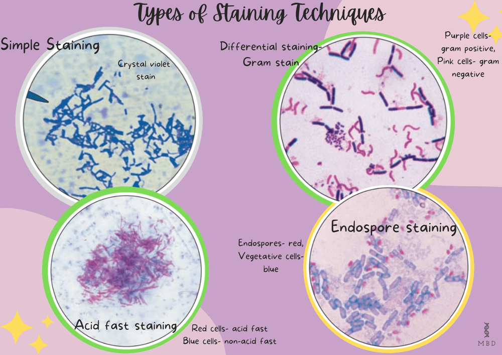 Types of staining techniques