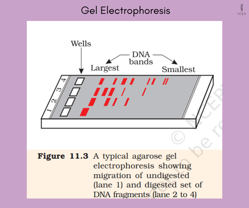 Principle of gel electrophoresis