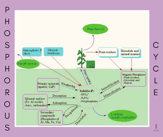 steps involved in phosphorus cycle