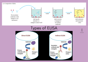 Types of ELISA - My Biology Dictionary