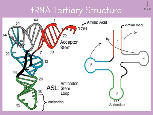 L shaped tRNA