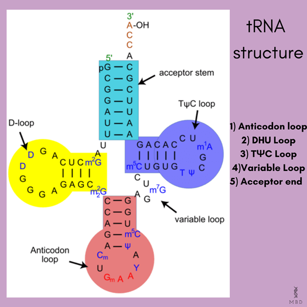 structure of tRNA