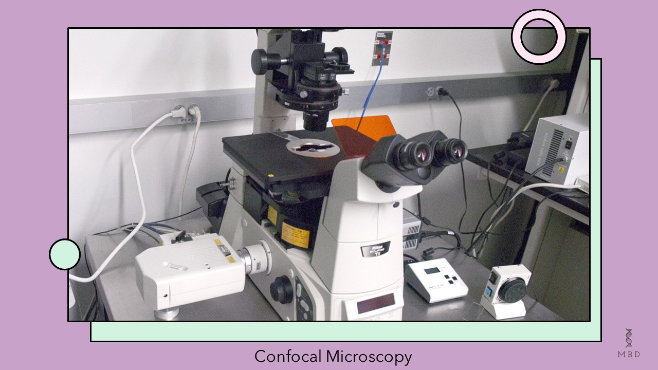 confocal microscopy