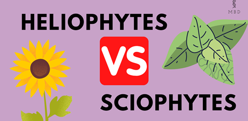 heliophytes vs sciophytes