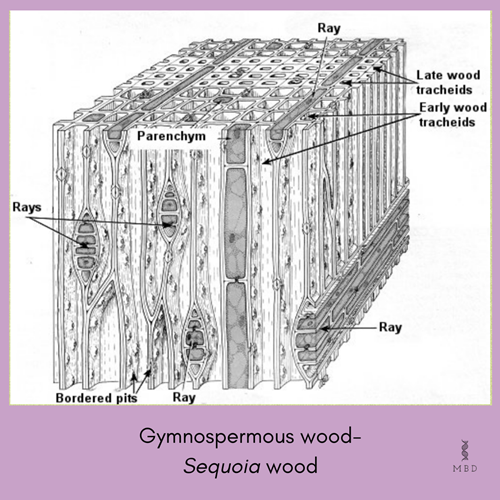 gymnosperm wood