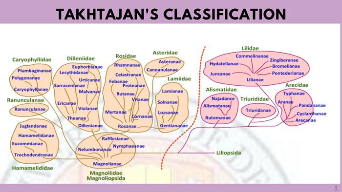 Takhtajan's classification