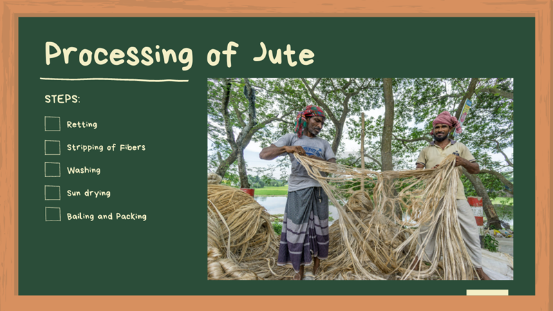processing of jute fibres