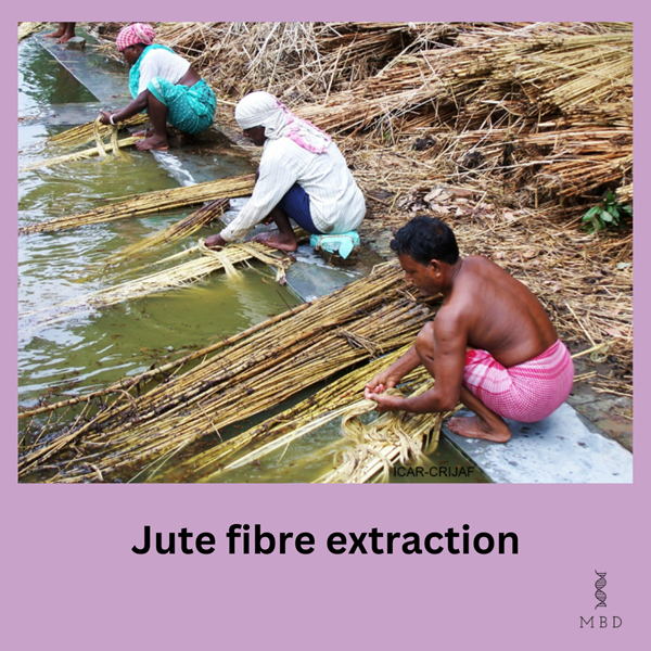 extraction of jute