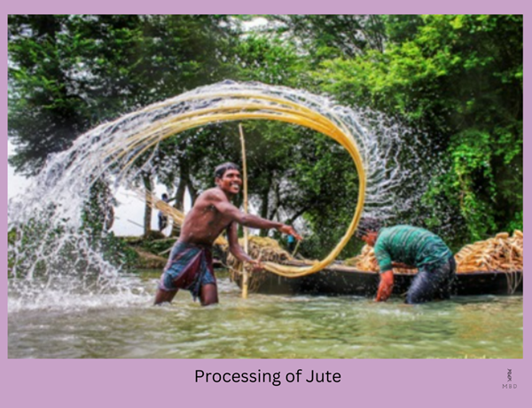 Processing of Jute 