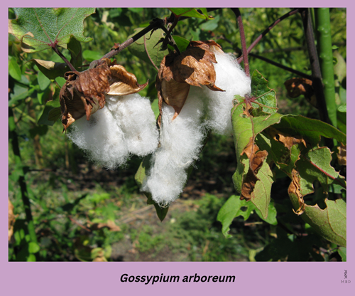 Gossypium arboreum -cotton fibres