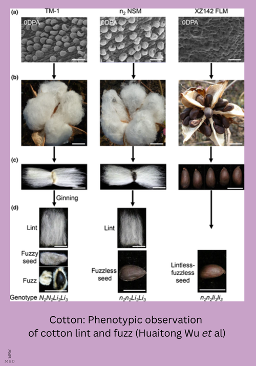 Genetics and evolution of MIXTA genes regulating cotton lint fiber development