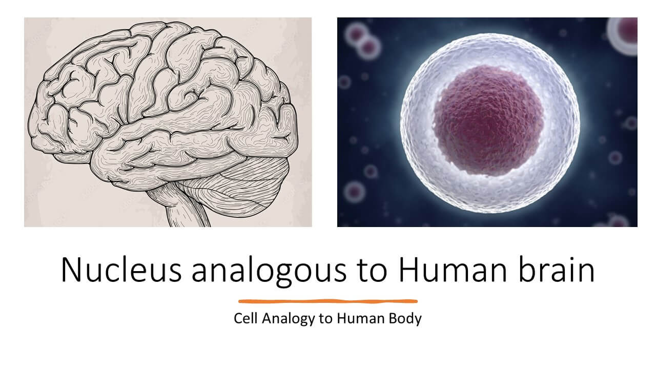 Cell Analogy to Human Body