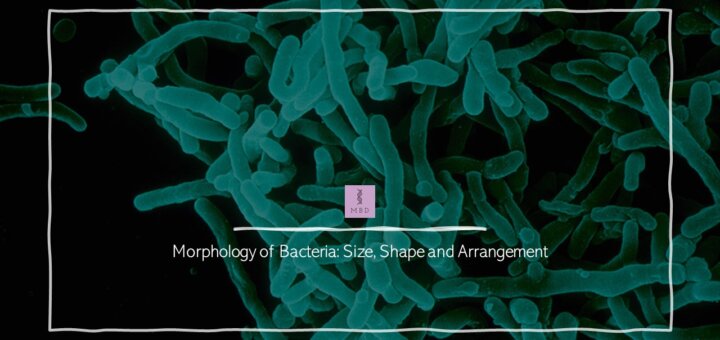 size shape and arrangement of bacteria