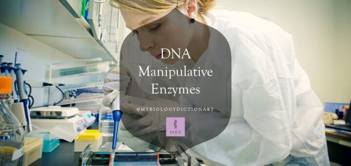DNA Manipulative enzymes