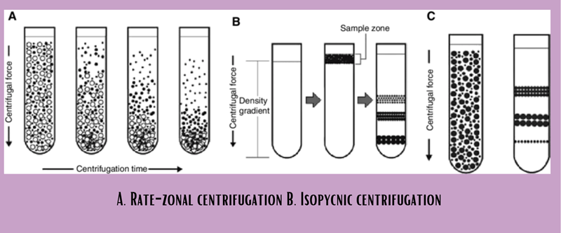 Rate-zonal centrifugation B – Isopycnic centrifugation