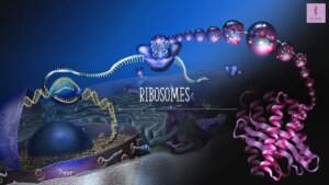 Ribosomes: The protein factory of the cell