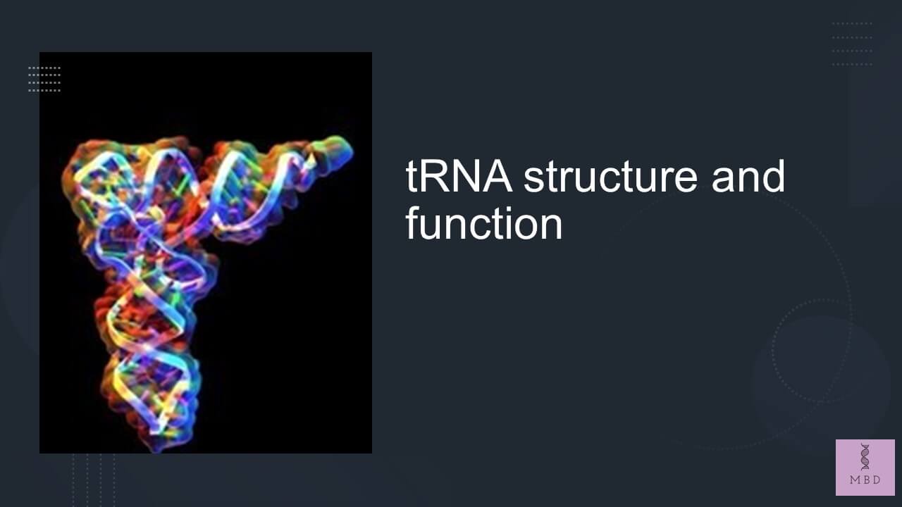 tRNA structure and function