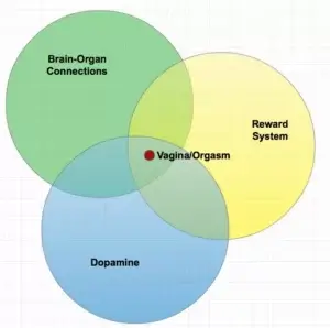 Biology of orgasm