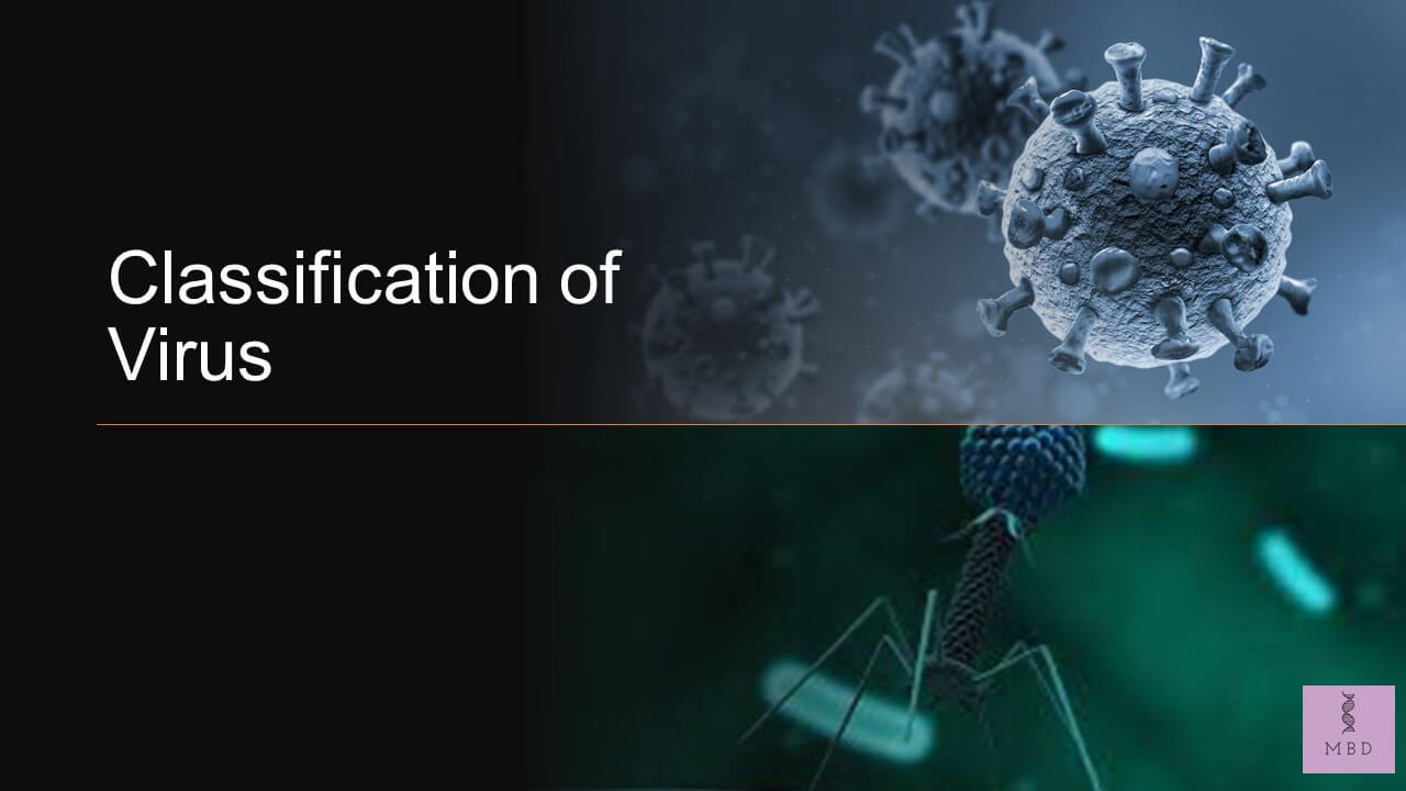 classification of virus