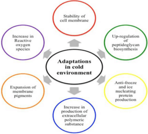 Adaptations of psychrophiles