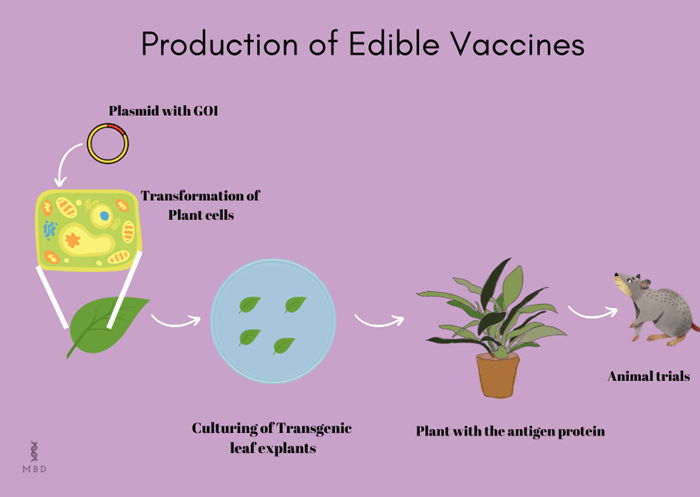 advantages of edible vaccines