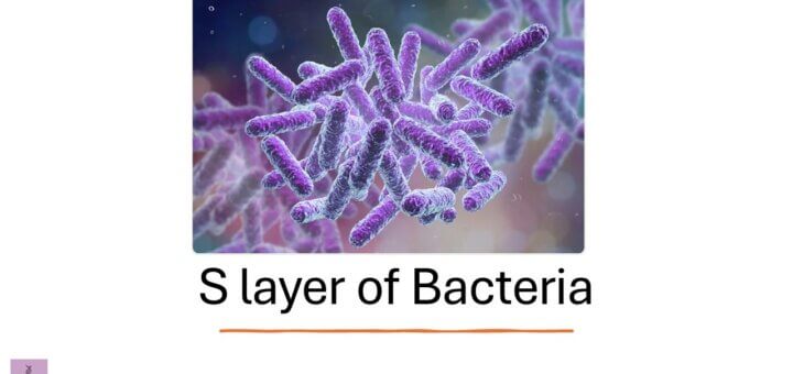 S layer of Bacteria